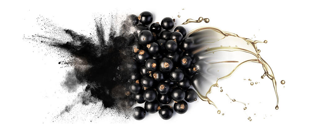 Black currant oils and oil powder wholesale suppliers