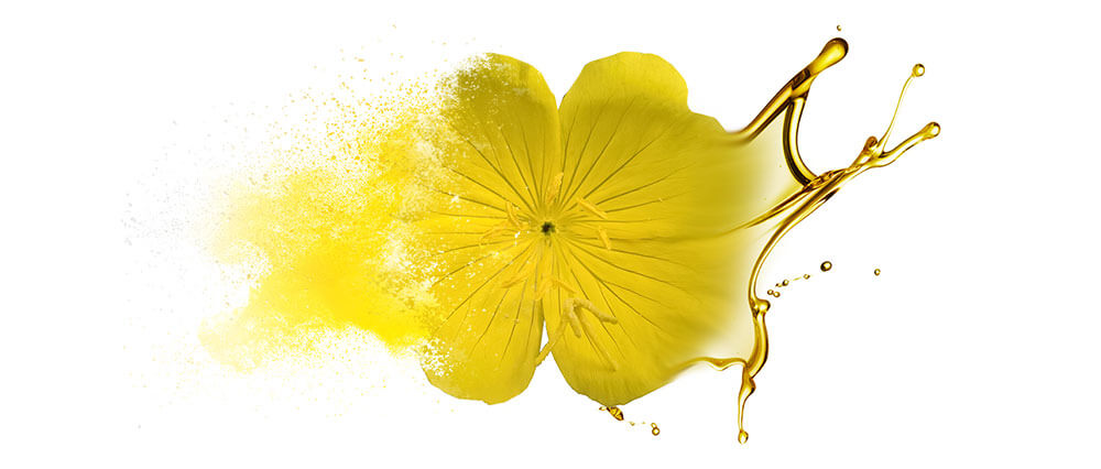 Evening primrose oils & oil powders wholesale supplier