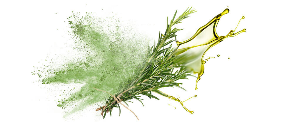 Rosemary oils and oil powder wholesalers & distributors