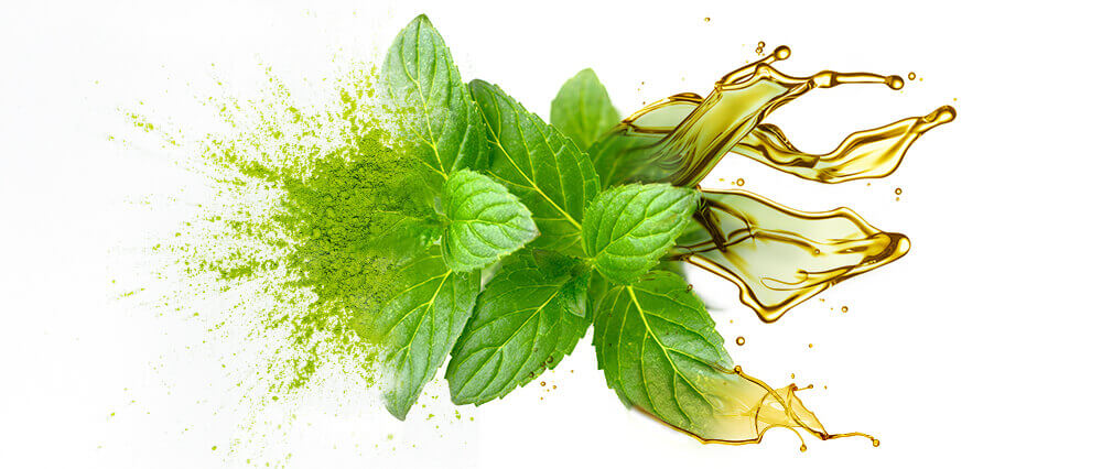 Peppermint oil and oil powder bulk manufacturing & supply