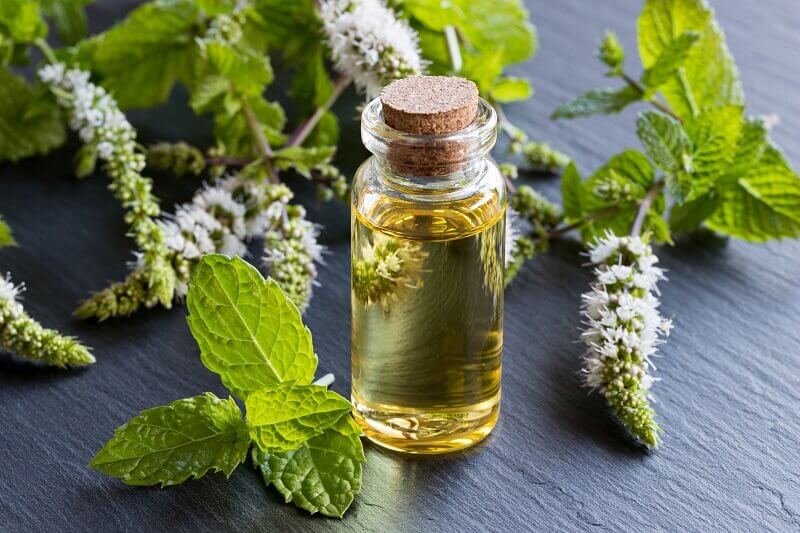 Peppermint extract oil and oil wholesale & distribution