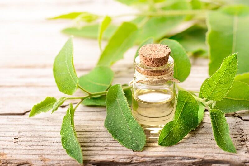 Tea tree oil & oil powder manufactured & distributed for products in bulk