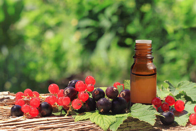 Black currant seed oils & oil powders bulk supply & manufacture