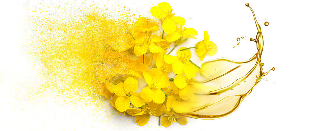 Canola oil and oil powder bulk manufacturing & supply
